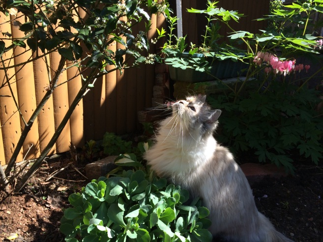 My cat in the garden.[Cynthia Via]